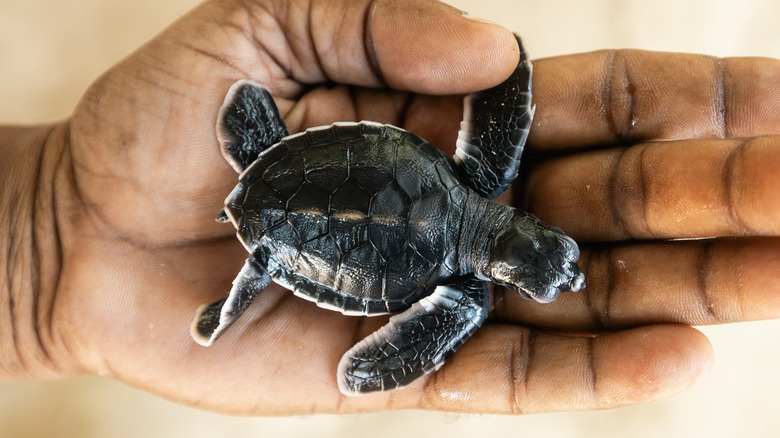 small turtle in a human hand