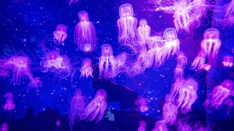 box jellyfish in aquarium