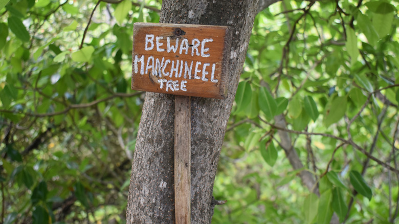 warning sign on manchineel tree in grenada