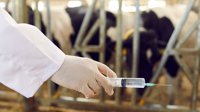 hand holding syringe near cows