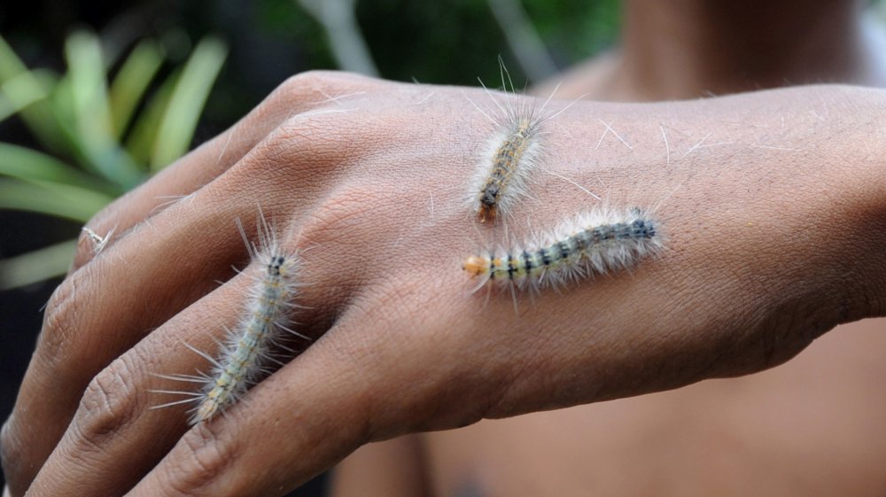 hand covered in caterpillars