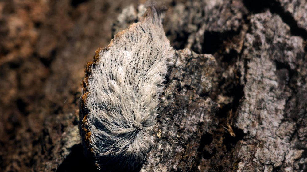 puss caterpillar