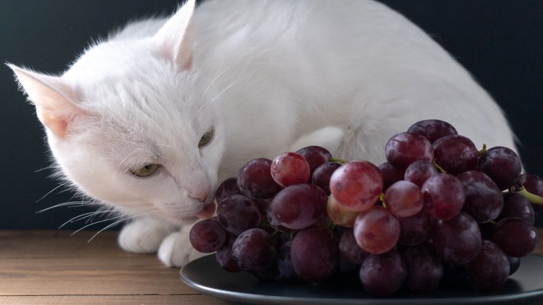 Cat and grapes