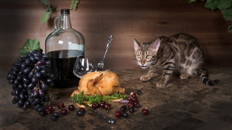 Cat with grapes and wine