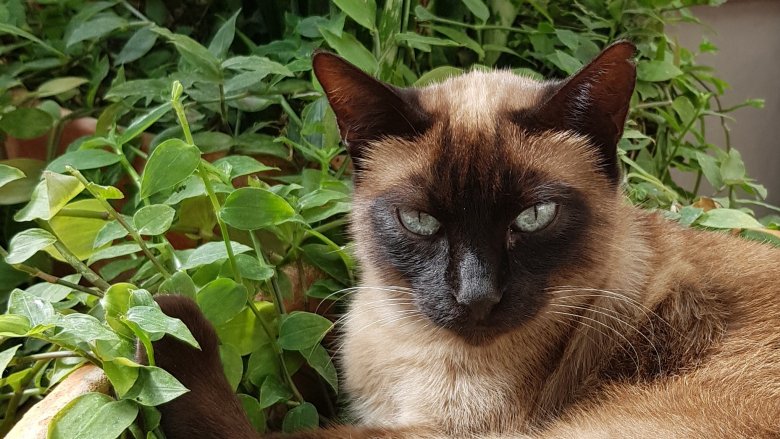 Cat in a plant