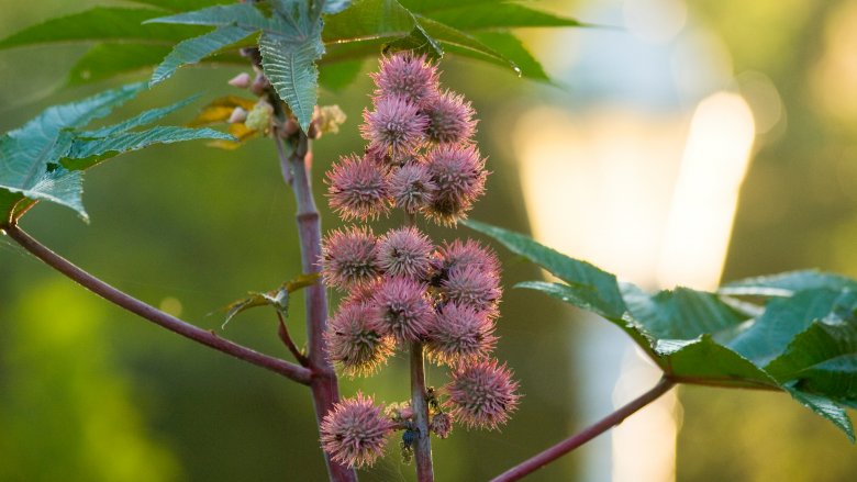 Castor oil plant