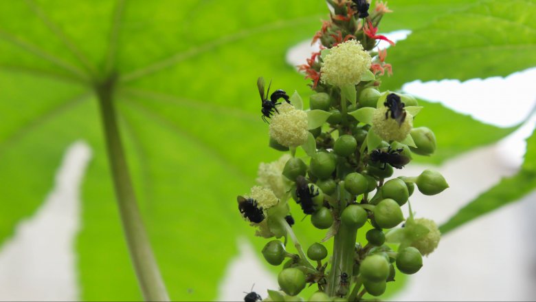 castor oil plant