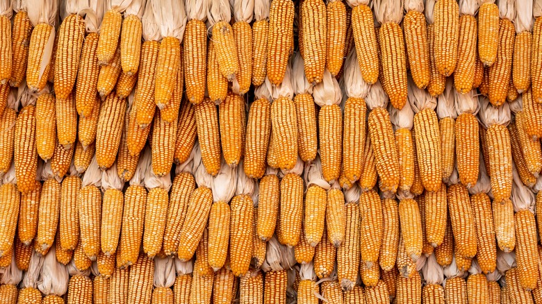 yellow corn in row