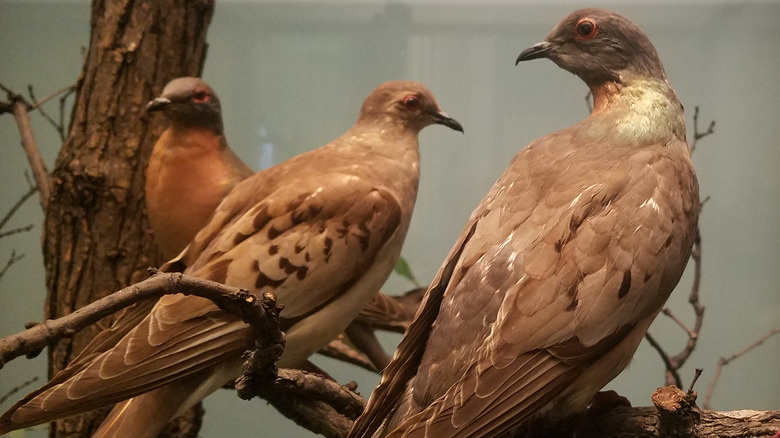 passenger pigeons sitting in tree