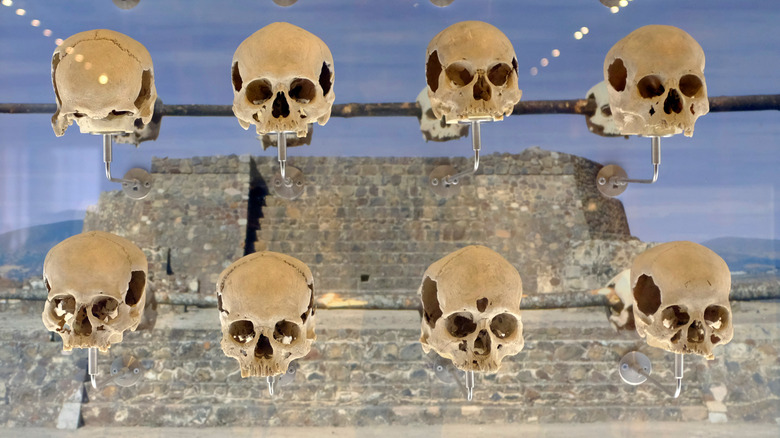 the aztec skulls on display