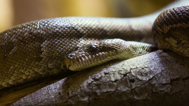 The Cuban boa