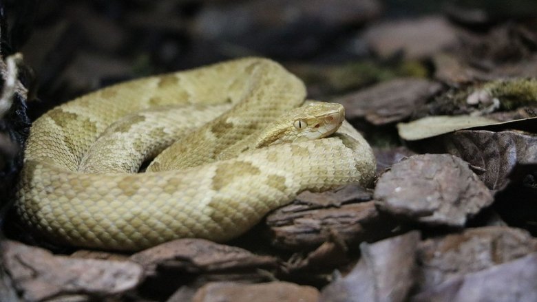 The Golden Lancehead vipers of Ilha de Queimada Grande