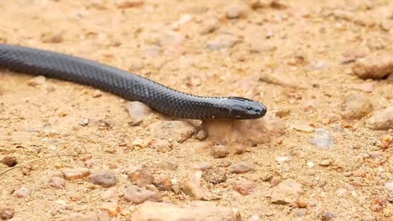 The small-tailed burrowing asp