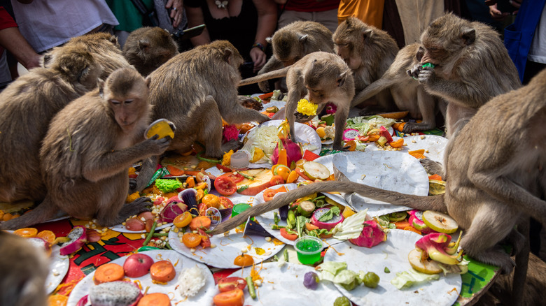 Monkeys eating at festival
