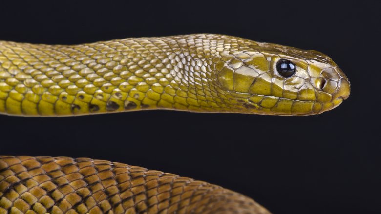 Inland Taipan snake