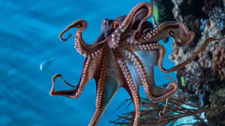 Octopus on rocks