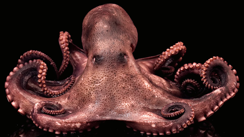 Red octopus against black background