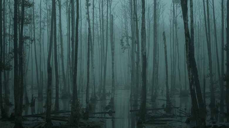 Swamp 