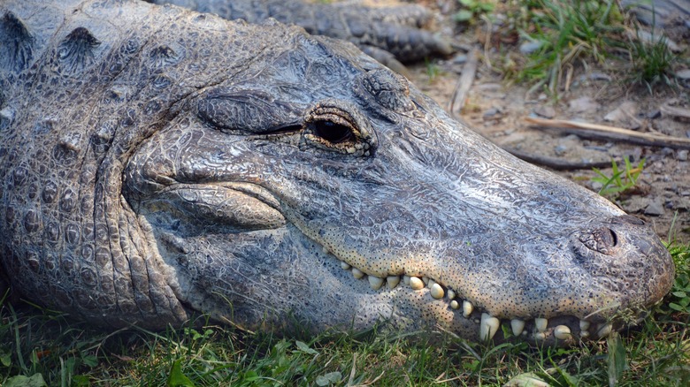 Alligator 