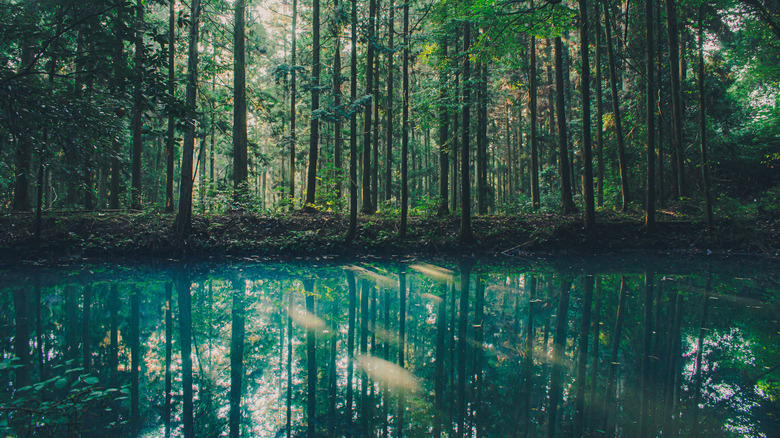 pond in woods