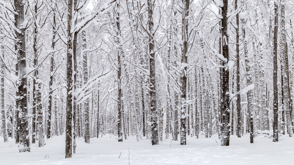 Trees in the Ural mountains