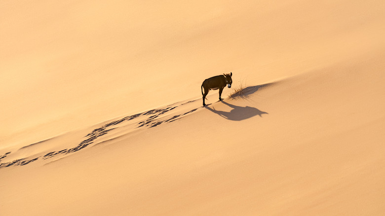 donkey alone in sahara desert