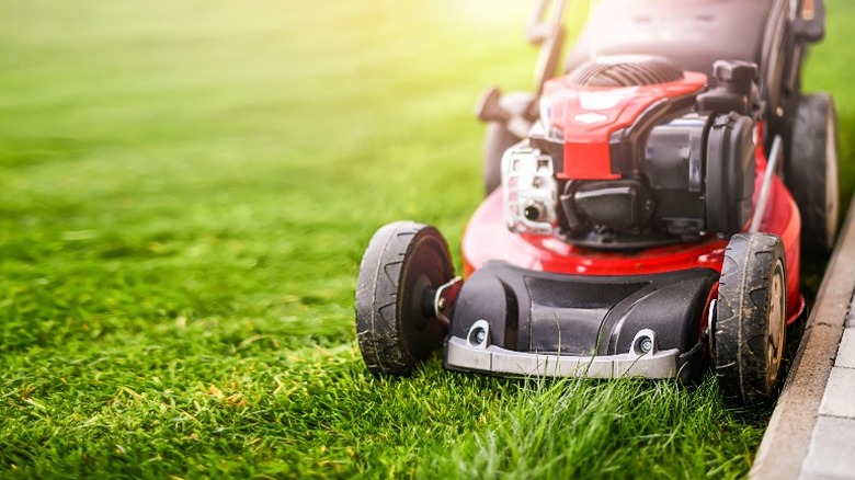 Lawn mower cuts grass