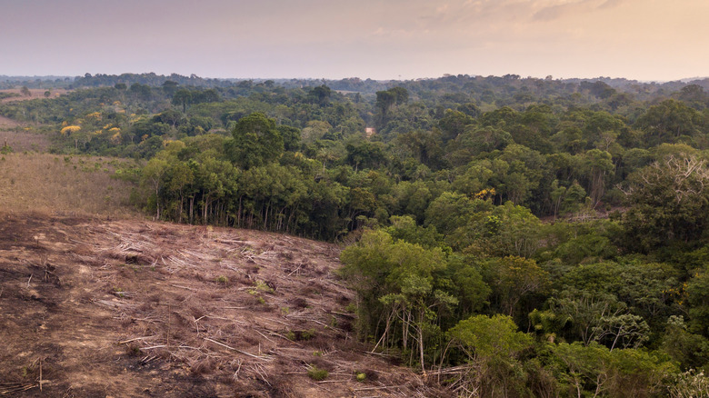 Вырубка лесов в тропических лесах Амазонки