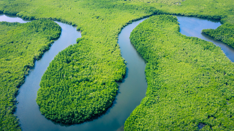 Amazon rainforest from above
