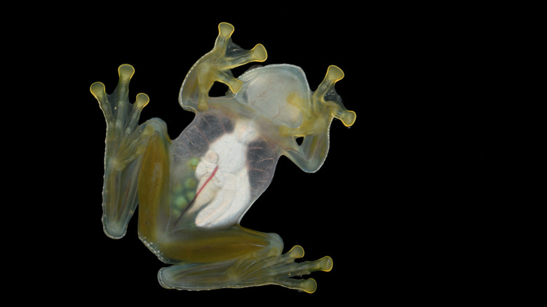 see-through frog underside