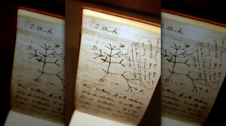 Charles Darwin notebook