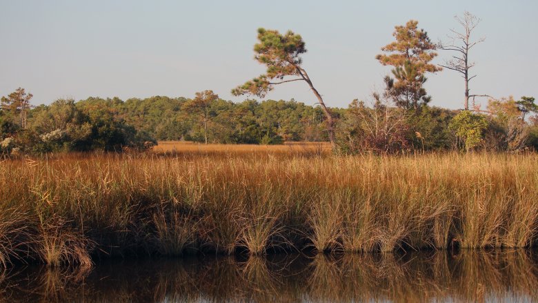 marshy land and shoreline