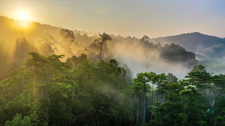 Foggy forest in Borneo