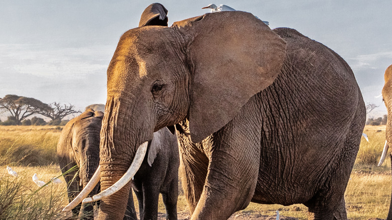 A herd of elephants