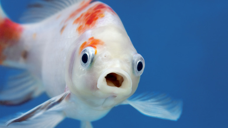 Goldfish swimming with open mouth