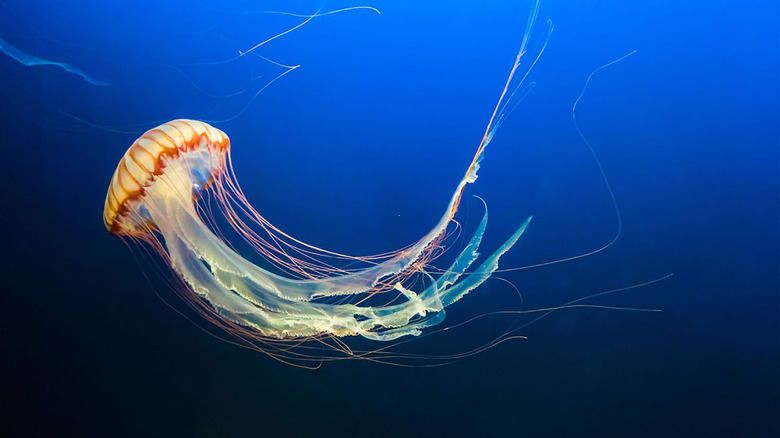 Jellyfish floating in water