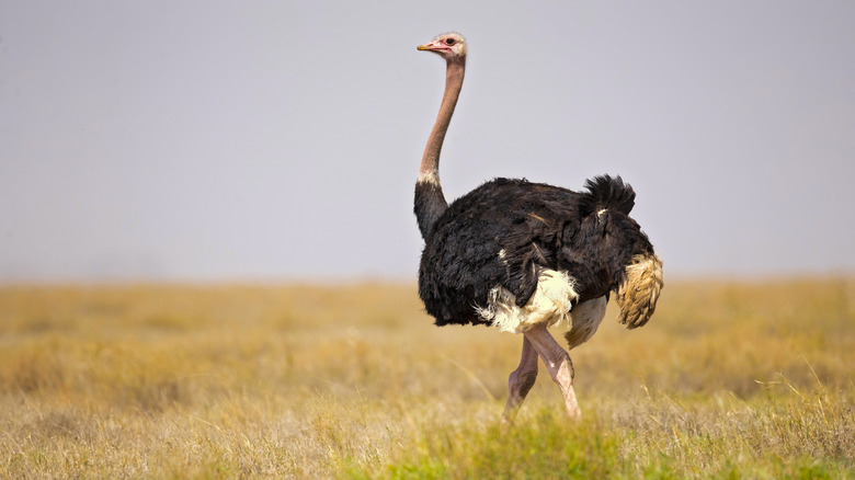 an ostrich standing