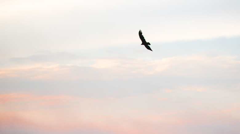 bird prey sky flight