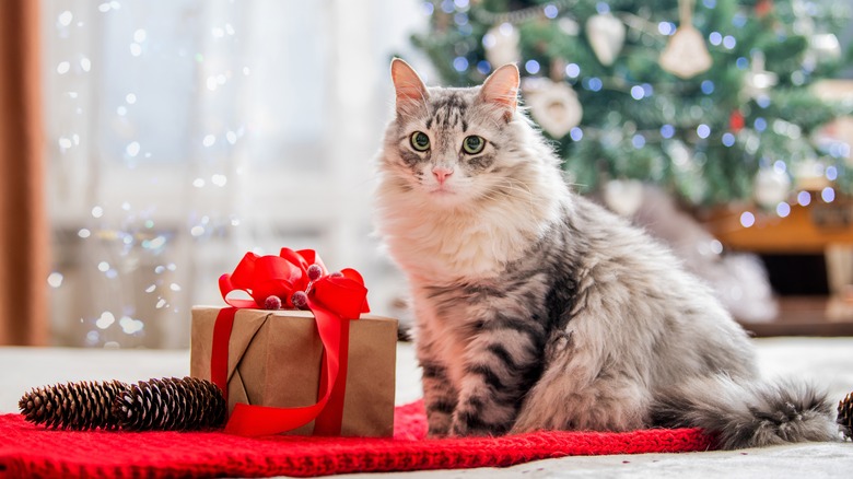 cat and christmas present