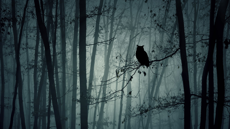 silhouette of owl perched on branch