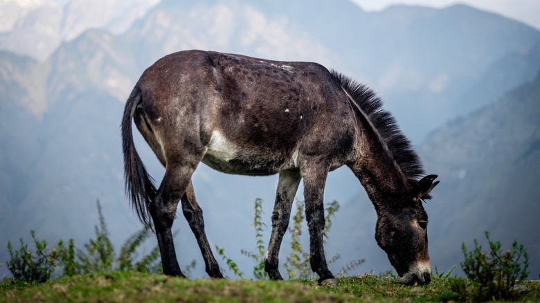 donkey grazing in the mountains