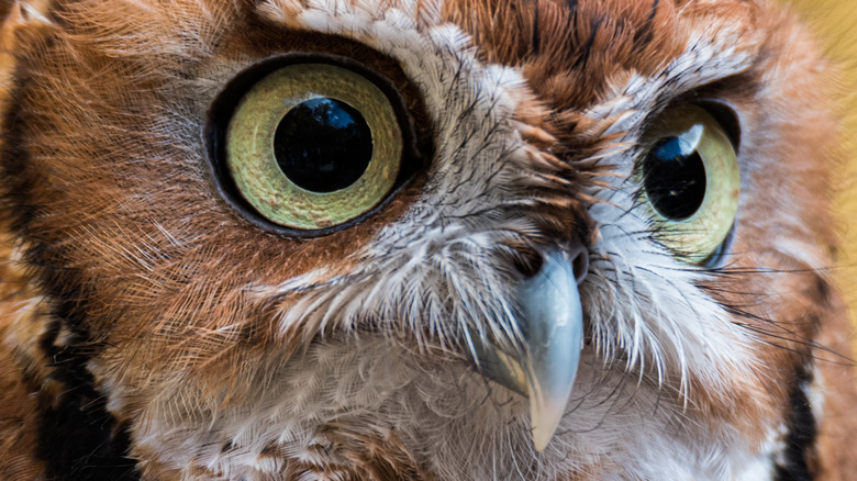 screech owl with wide eyes