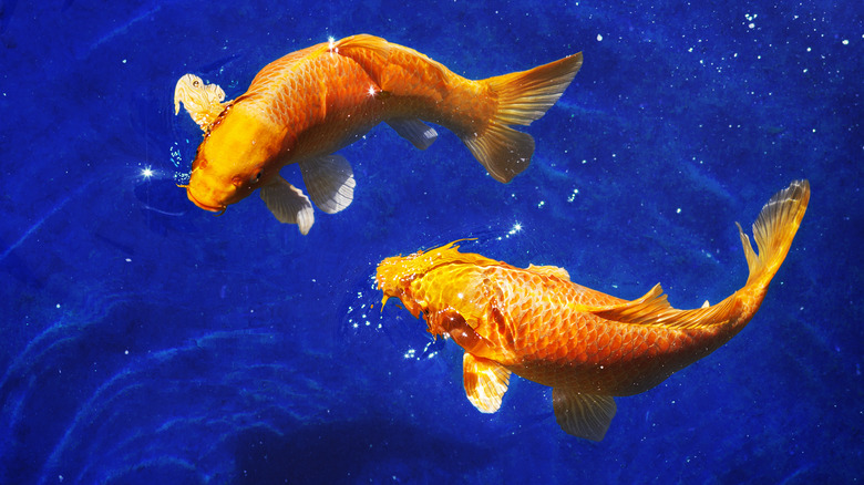 Two koi goldfish against sky