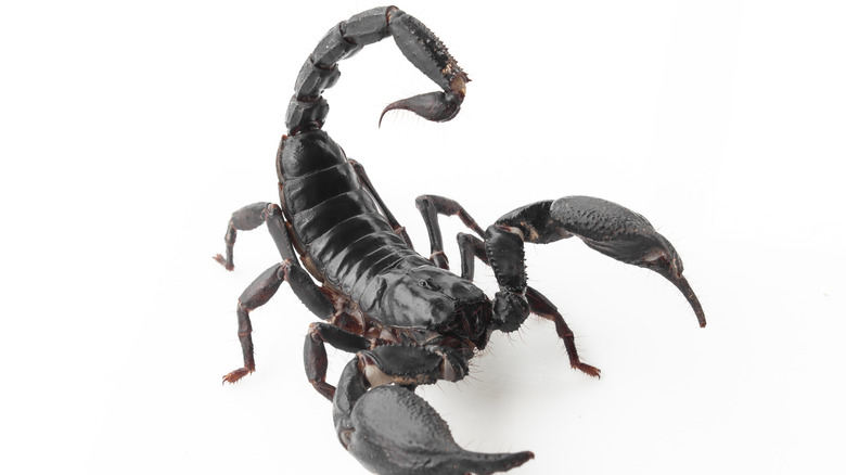 a scorpion, poised to sting