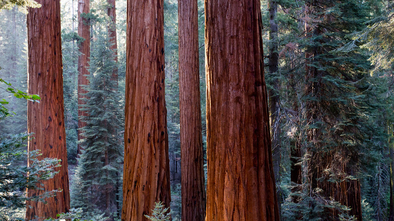 Sequoia National Park