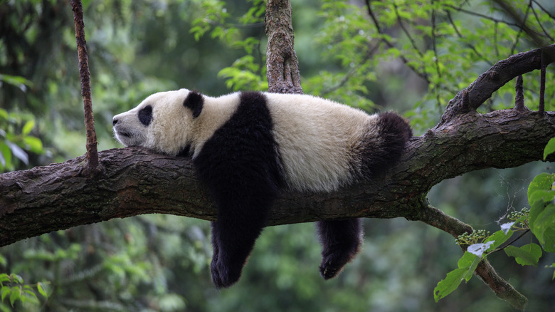 panda sleeping on a branch