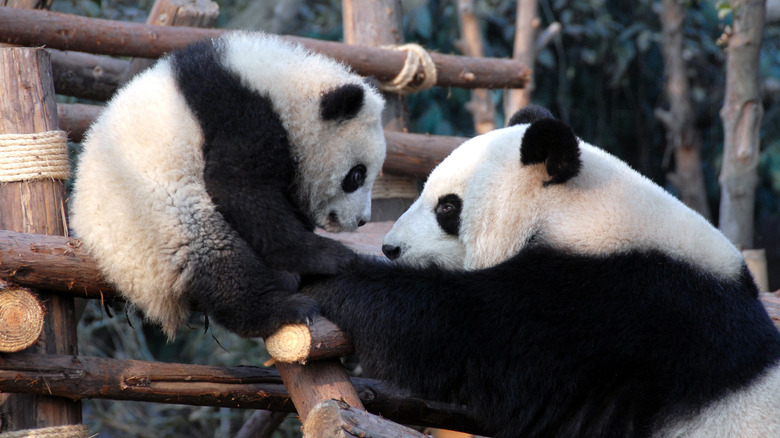 giant panda with her cub