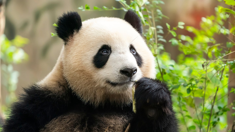 panda holding a plant