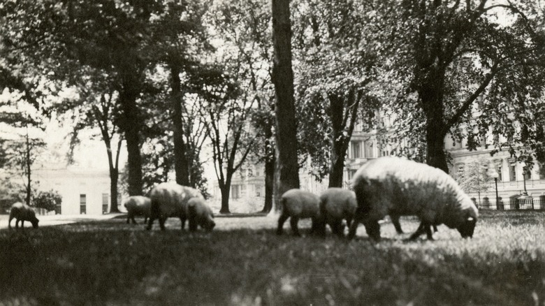 Sheep on White House lawn