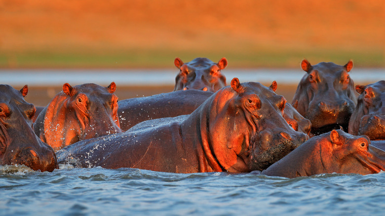 A bloat of hippos in water
